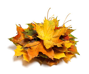 Image showing Pile of dry autumn maple leaves