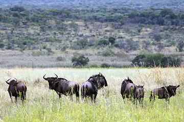 Image showing blue wildebeest