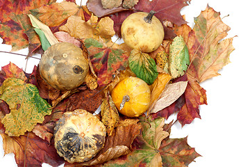 Image showing Four small decorative pumpkins on autumn multicolor leafs