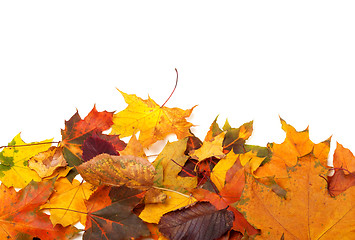 Image showing Autumn multicolor leafs