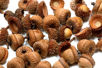 Image showing Autumn acorns from oak on white 