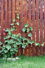 Image showing Vine