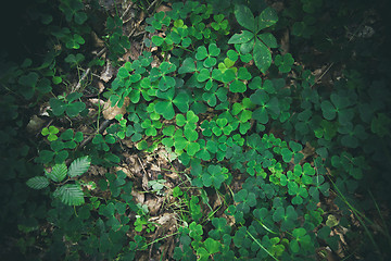 Image showing Clovers in green colors