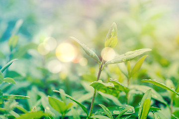 Image showing Green hedge with dew