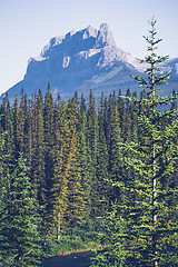 Image showing Pine tree forest in a valley