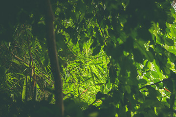 Image showing Rainforest with green plants and vegetation