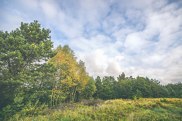 Image showing Autumn landscape with yellow birch trees