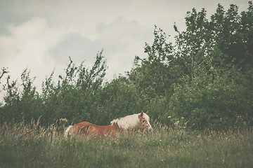 Image showing Brown horse on a meadow