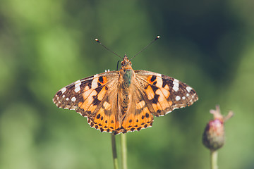 Image showing Butterfly in orange colors on a thistle