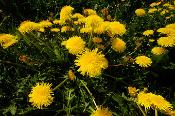 Image showing Dandelion flowers