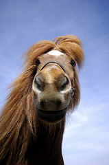 Image showing Face of a curious horse