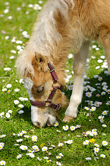 Image showing Horse foal eating grass