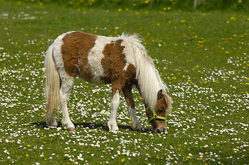 Image showing Horse eating green grass