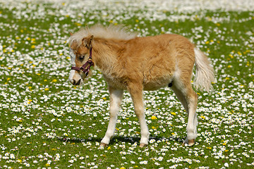 Image showing Young horse foal on flower field