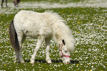 Image showing White young horse eating grass