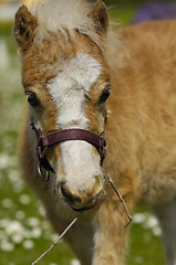 Image showing Sweet young horse foal