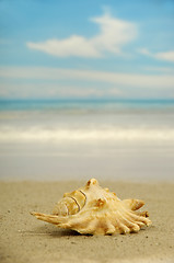 Image showing Conch on beach