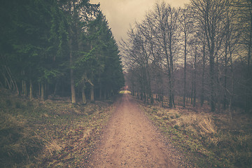 Image showing Nature road in a forest at dawn