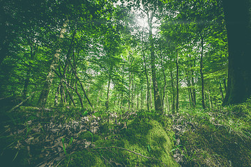 Image showing Green moss in a forest