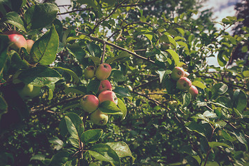 Image showing Apples on a green tree in a garden