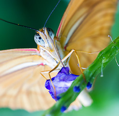 Image showing Yellow butterfly on blue flower