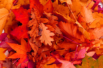 Image showing atumumn leaves background