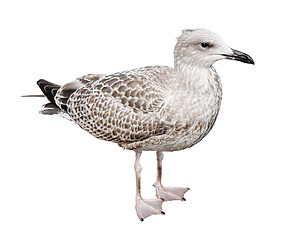 Image showing Juvenile European Herring Gull