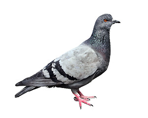 Image showing Feral Grey Pigeon