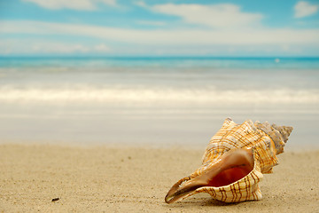 Image showing Conch shell on beach