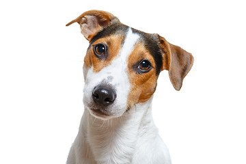 Image showing Cute dog looking at camera