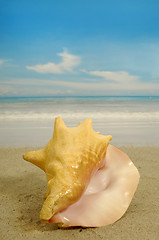 Image showing Conch on beach