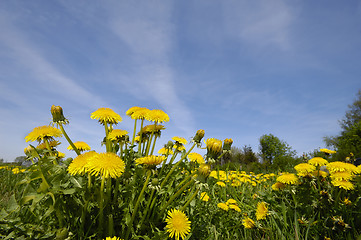 Image showing Dandelion flowers in nature