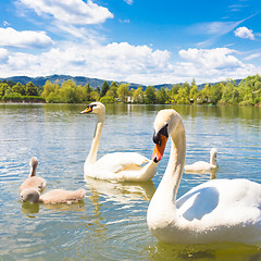 Image showing Swans with nestlings in Ljubljana.