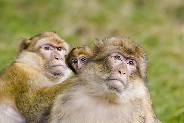 Image showing Two monkeys with baby