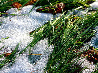 Image showing Snow on grass