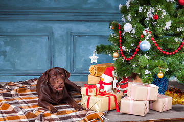 Image showing The black labrador retriever sitting with gifts on Christmas decorations background