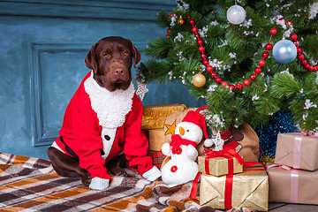 Image showing The black labrador retriever sitting with gifts on Christmas decorations background