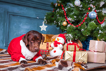 Image showing The black labrador retriever sitting with gifts on Christmas decorations background