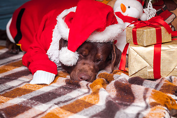 Image showing The black labrador retriever lying with gifts on Christmas decorations background