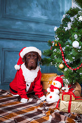 Image showing The black labrador retriever sitting with gifts on Christmas decorations background