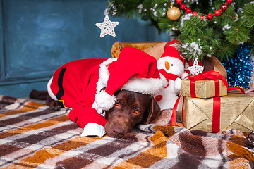 Image showing The black labrador retriever lying with gifts on Christmas decorations background