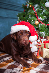 Image showing The black labrador retriever sitting with gifts on Christmas decorations background