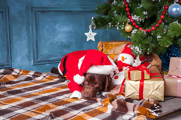 Image showing The black labrador retriever lying with gifts on Christmas decorations background