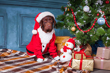 Image showing The black labrador retriever sitting with gifts on Christmas decorations background