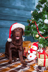 Image showing The black labrador retriever sitting with gifts on Christmas decorations background