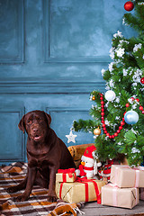 Image showing The black labrador retriever sitting with gifts on Christmas decorations background