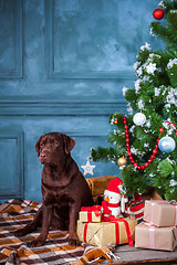 Image showing The black labrador retriever sitting with gifts on Christmas decorations background