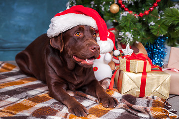 Image showing The black labrador retriever sitting with gifts on Christmas decorations background