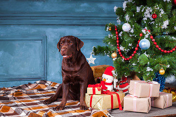 Image showing The black labrador retriever sitting with gifts on Christmas decorations background