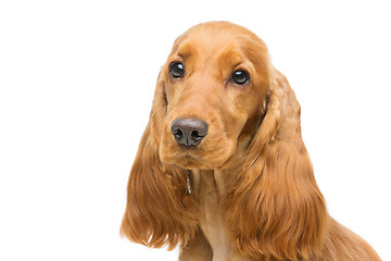 Image showing Beautiful young cocker spaniel